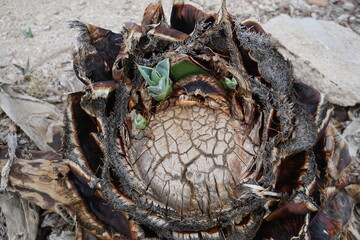 closeup on new growth on cut up cactus plant