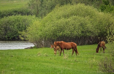 Naklejka premium horse and foal