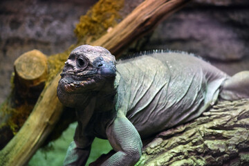 Rhinocerous Iguana Under Artificial Light Natural Background
