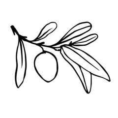 Olive tree branch with green fruits.Vector graphics.