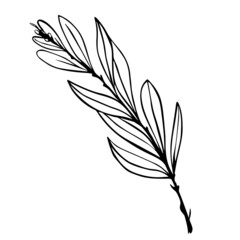 Obraz premium Olive tree branch with green fruits.Vector graphics.