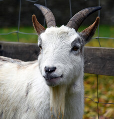 Portrait of a white billy goat on a petting farm