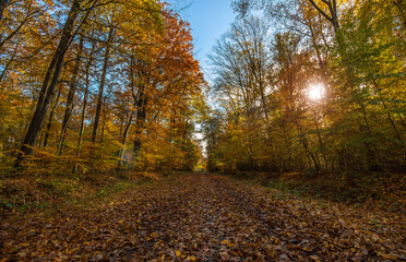 Waldweg im Herbst mit Sonne von vorn im Gegenlicht