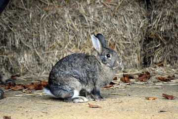 Grey Brown Domestic Rabbit stood infront of a hay bale in a barn
