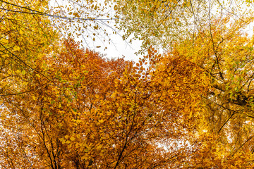 Goldenes Blätterdach im Herbst Blick nach oben im Wald