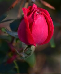 a rose in the summer garden