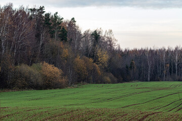 Obraz premium green field near autumn forest
