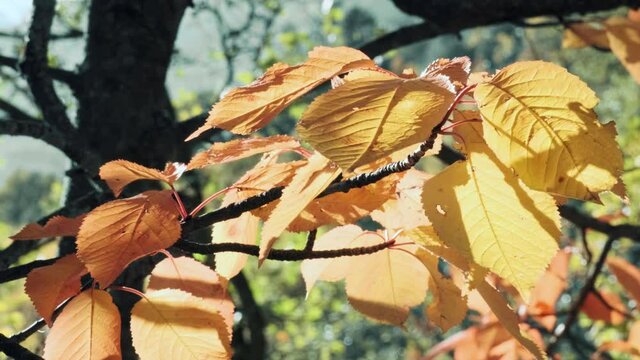 Foglie luminose colorate d'autunno che oscillano su una quercia nel parco autunnale. Sfondo autunnale. Natura meravigliosa