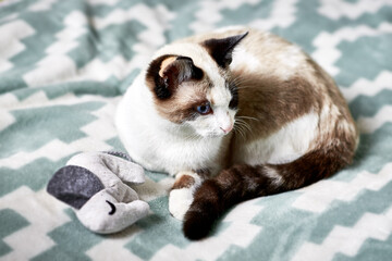 Cute tabby kitten on soft blanket