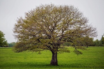 oak