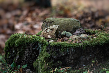 Fototapeta na wymiar Old tree stump with stones on it, covered with moss
