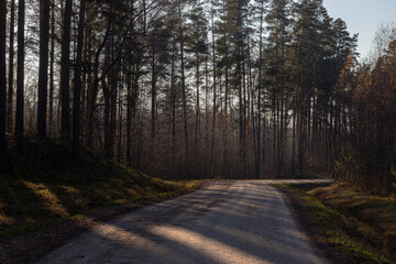 Road from the forest during morning sunshine. Sunlight with shadows of the trees on the road