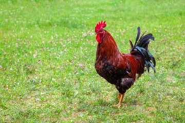 bright multi-colored rooster on a green field with clover. Cockerel Free Range