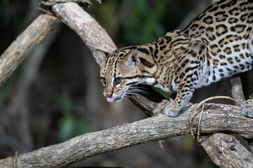 Ozelot (Leopardus pardalis)