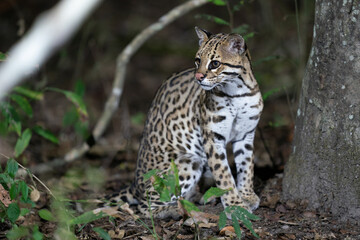 Fototapeta na wymiar Ozelot (Leopardus pardalis)