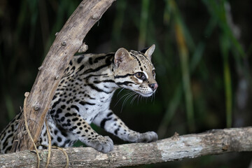 Ozelot (Leopardus pardalis)