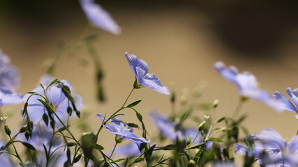 blue flax flowers