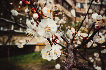 Apricot flowers in spring of april. Flowers background. Beautiful nature.	