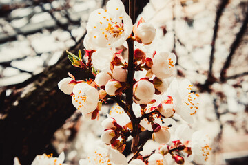 Apricot flowers in spring of april. Flowers background. Beautiful nature.
