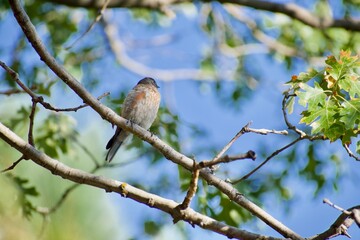 Bird perching in springtime