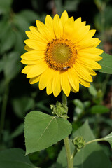 Bee on a sunflower. A small yellow sunflower in the sunlight. Decorative flower.