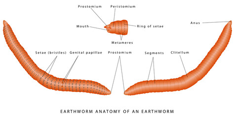 Morphology of earthworm. External anatomy of an earthworm. Annelid (segmented worm) anatomy. Common earthworm illustration against white background.