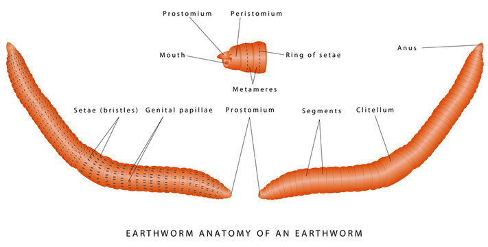 Morphology of earthworm. External anatomy of an earthworm. Annelid  (segmented worm) anatomy. Common earthworm illustration against white  background. Stock Vector