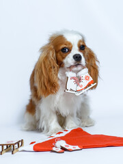 dog cavalier king charles spaniel puppy nine months old baby sitting on a white background in a New Year's kalpak. New Year's toys. Isolate on a white background. Christmas and New Year.