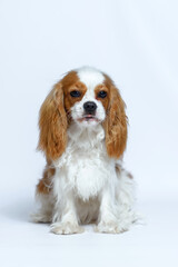 dog cavalier king charles spaniel puppy nine months old. Isolate on white background