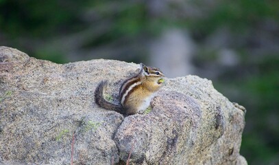 Chipmunk