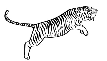 Jumping tiger hand drawn black and white sketch. Angry predator line art mascot.