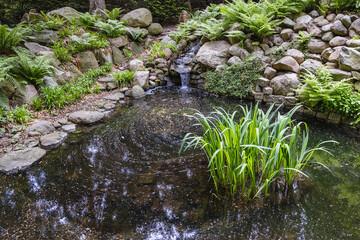 Pond in Botanical Garden of the University of Warsaw in Warsaw, Poland