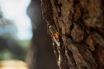 Cykada owad  z podświetlonym słońcem odwłokiem siedząca na korze drzewa	
