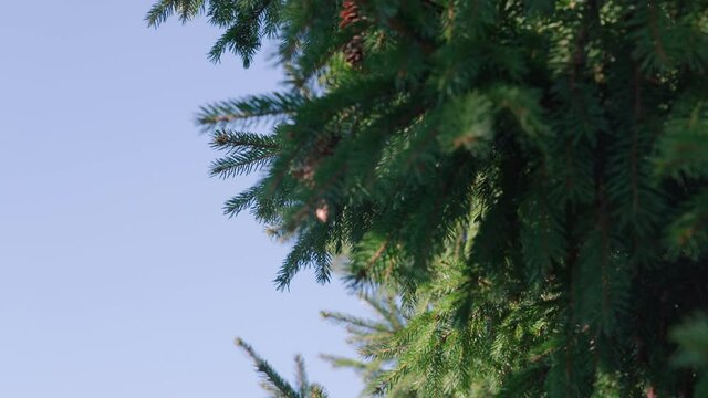 tall spruce Christmas tree with cones close-up