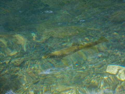 Grayling fish in the pure water of the Sorgue river at Fontaine de Vaucluse in the department of Vaucluse in Provence in France 