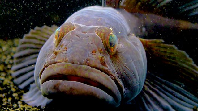 The ratan goby (Ponticola (Neogobius) ratan) is a species of goby native to brackish and marine waters of the Black Sea