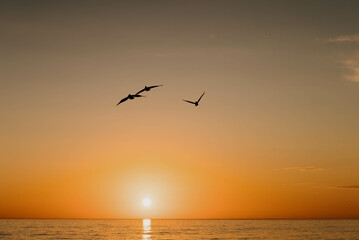 Fototapeta na wymiar Pelicans at Sunset