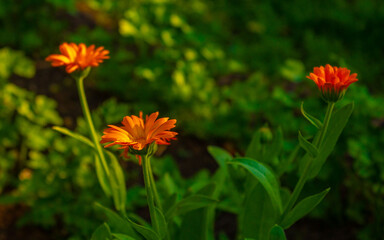 orange flowers in the garden