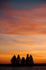 Pine trees silhouetted by a beautiful sunset