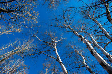 tree in autumn