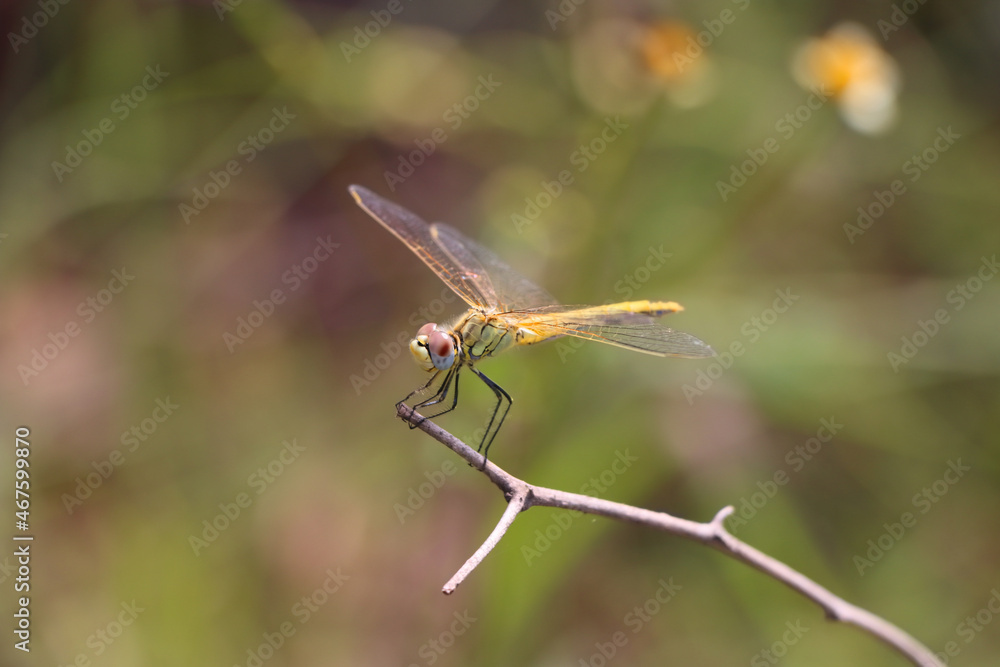 Poster beautiful macro shot of a small dragonfly on a tree branch with a blurred background