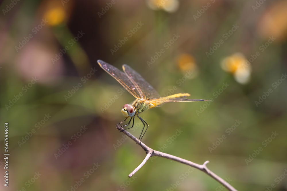 Poster beautiful macro shot of a small dragonfly on a tree branch with a blurred background