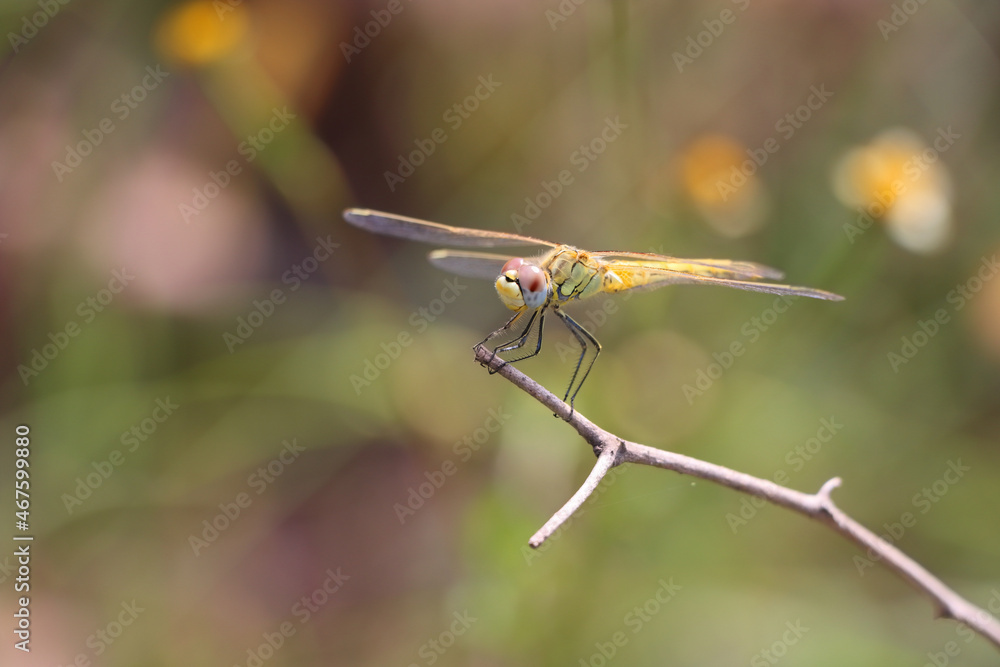 Poster beautiful macro shot of a small dragonfly on a tree branch with a blurred background