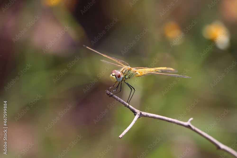 Poster beautiful macro shot of a small dragonfly on a tree branch with a blurred background