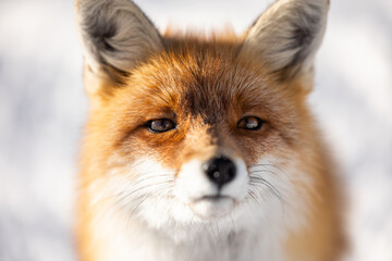 Obraz premium Portrait of a cute fox 