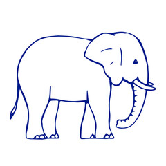 Drawing of a baby elephant on a white background. Drawn doodle sketch in ink. Wild mammal animal. Vector isolated illustration