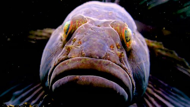 The ratan goby (Ponticola (Neogobius) ratan) is a species of goby native to brackish and marine waters of the Black Sea
