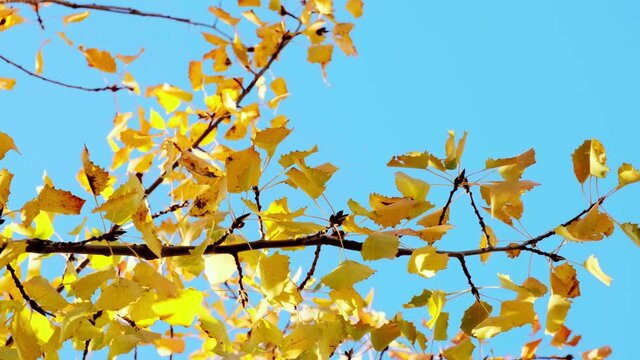 Foglie luminose colorate d'autunno che oscillano su una quercia nel parco autunnale. Sfondo autunnale. Natura meravigliosa