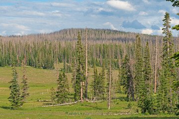 Dying Forest High on a Mountain Ridge