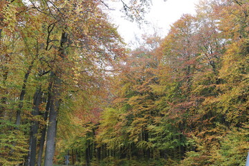 Laubwald im Herbst.